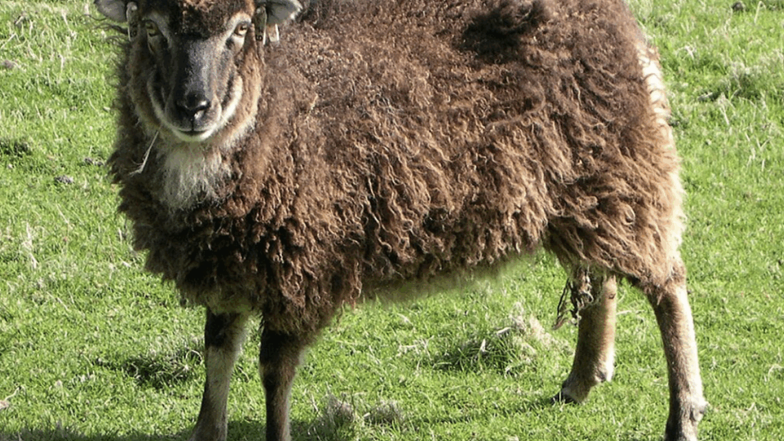 ”Ullålder” under bronsåldern